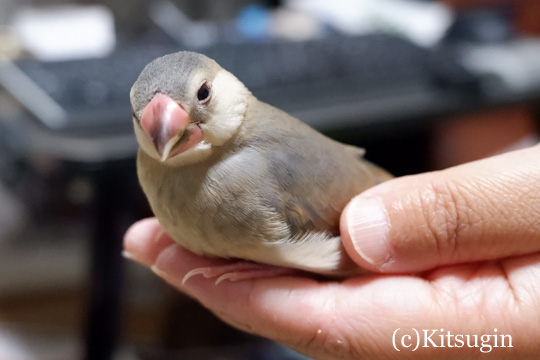 手の上の文鳥