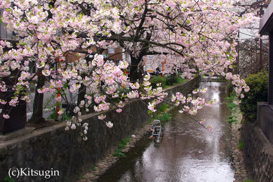 河原町の桜