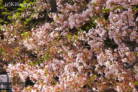 夙川公園の桜