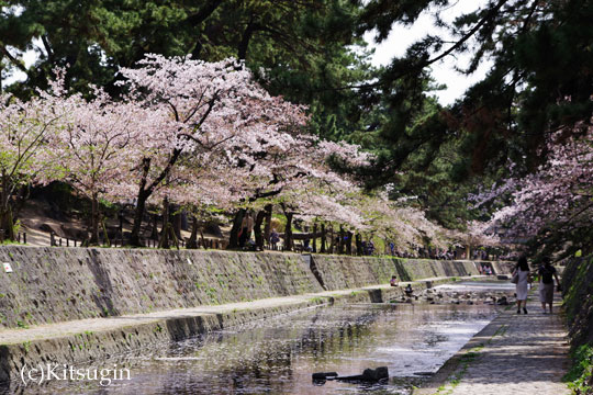 夙川公園の桜