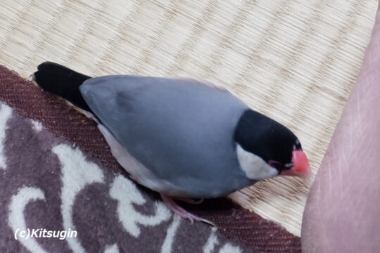 主の足に向かって鳴いているおーちゃん